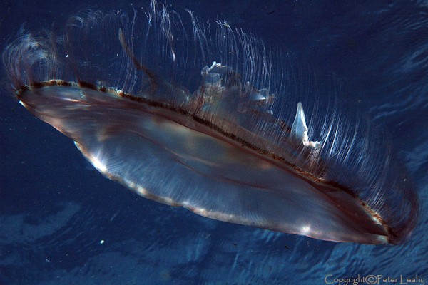 Moon Jellyfish VI