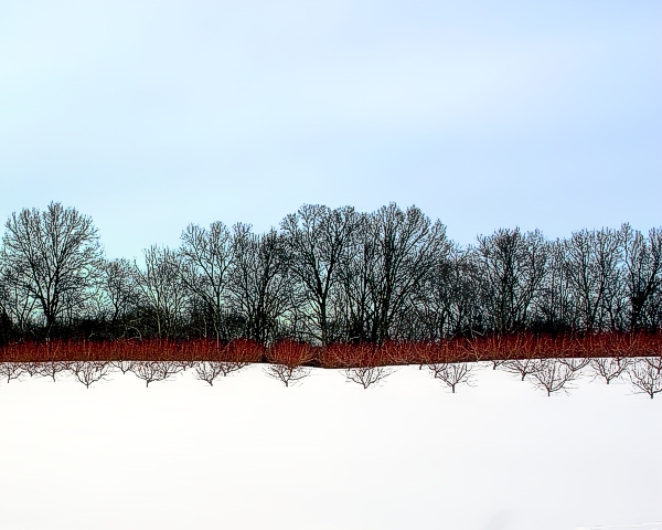 Orchard in Winter