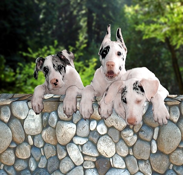 Puppies