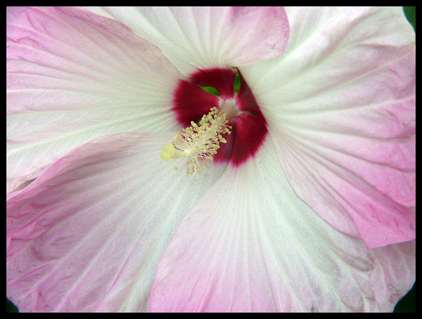 Hibiscus