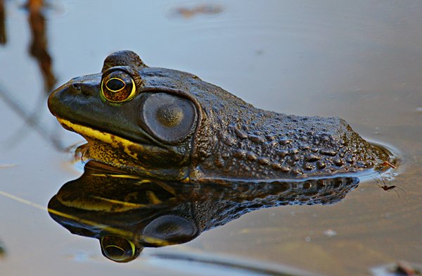 Bull Frog