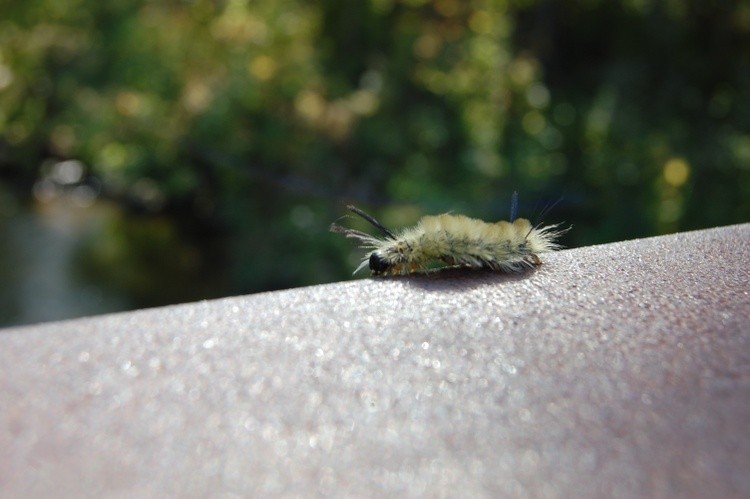Caterpillar