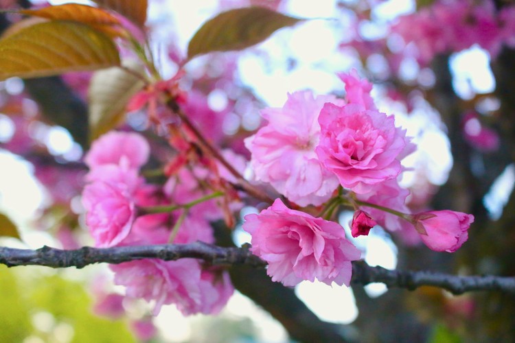 Blossoms in Spring