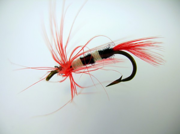 Macro - Trout Fly