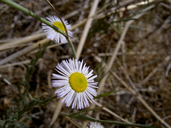 RM Aster