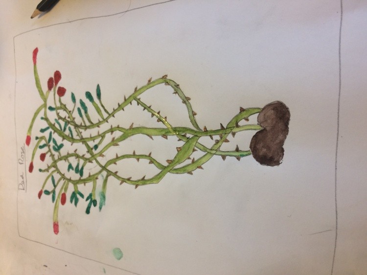 Rose drawn from the imagination 