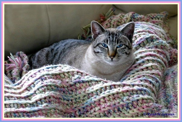 Pastel Kitty