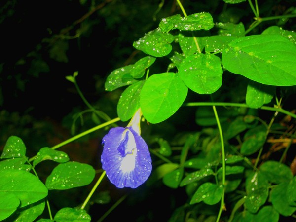 Blue Bell