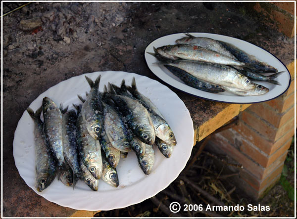 This time... sardines :-)))