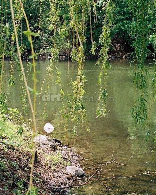 Whispering Willow