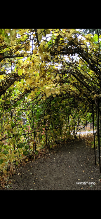 Springs Passageway