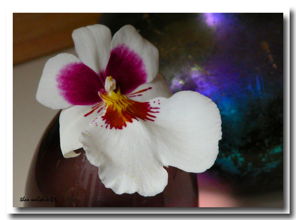 beauty in a little vase