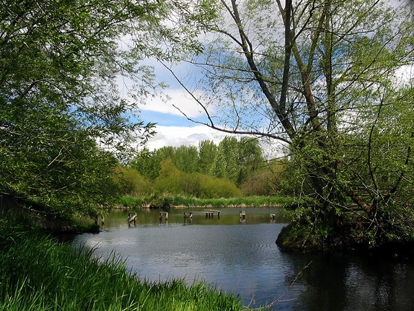 The Pond