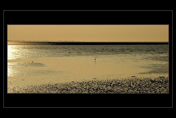 GOLD WATER OF NORTHERN SEA