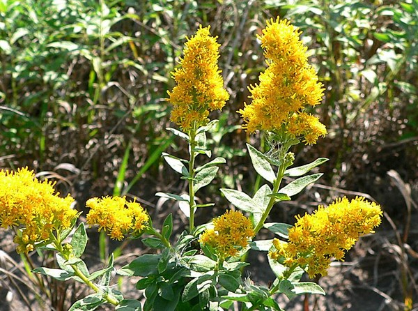 Goldenrod