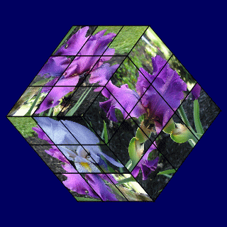 Purple Flowers Cube