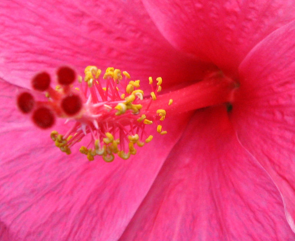 Pink Hibiscus Stamen 2