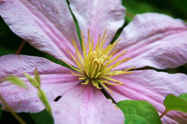 Clematis 1