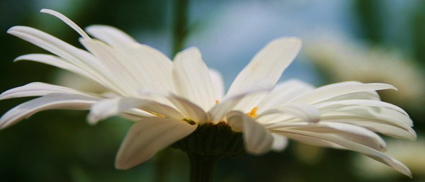Daisy 1