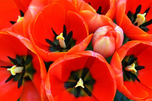 10 Tulips - 6 Euros!