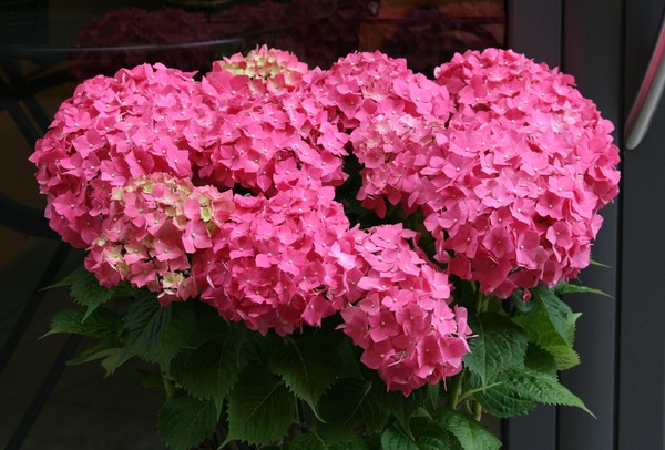 Splash of Pink