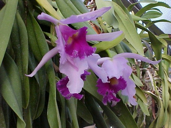Greens Fremont Nebraska Orchids