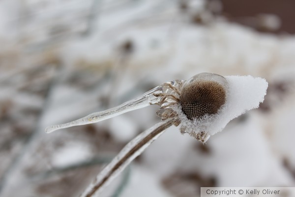 Frozen in Time