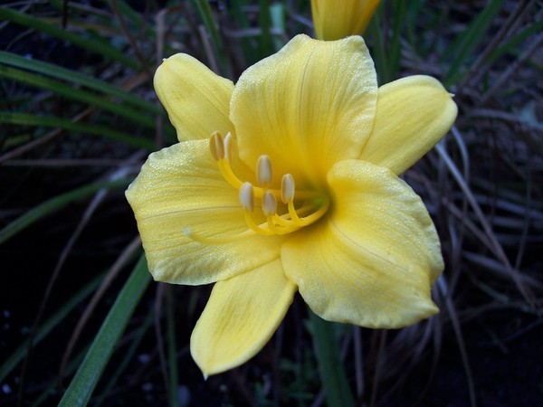 Yellow Day Lily