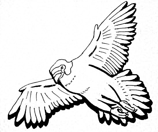 Peregrine Falcon Design