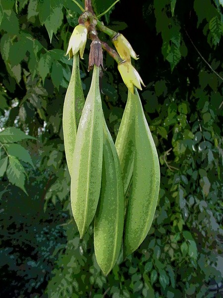 Pods
