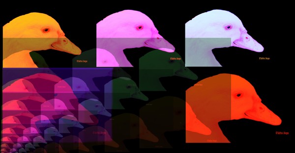 Duck! Duck ! Duck!