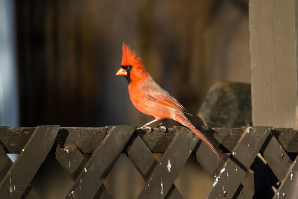Cardinal