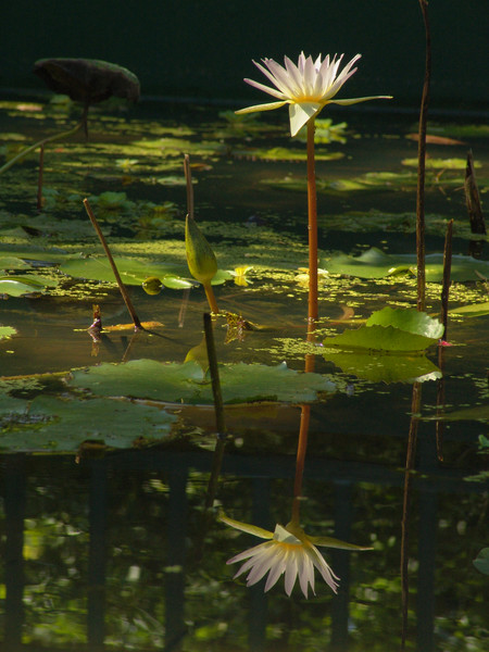reflection