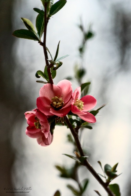 Crab Apple Blossom P0365 