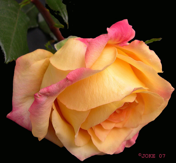 My friends have all a beautiful weekend