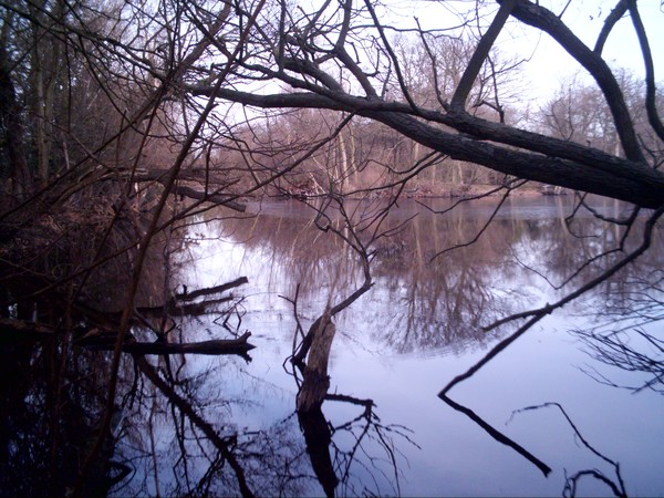 Framed with Branches