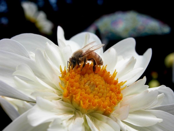The Bee and the Dahlia