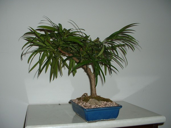 small tree 