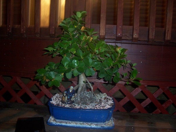 Bonsai at night 