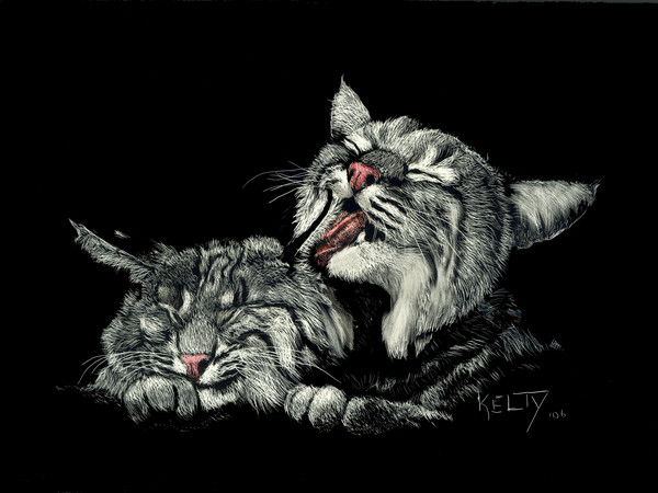 Two Bobcats