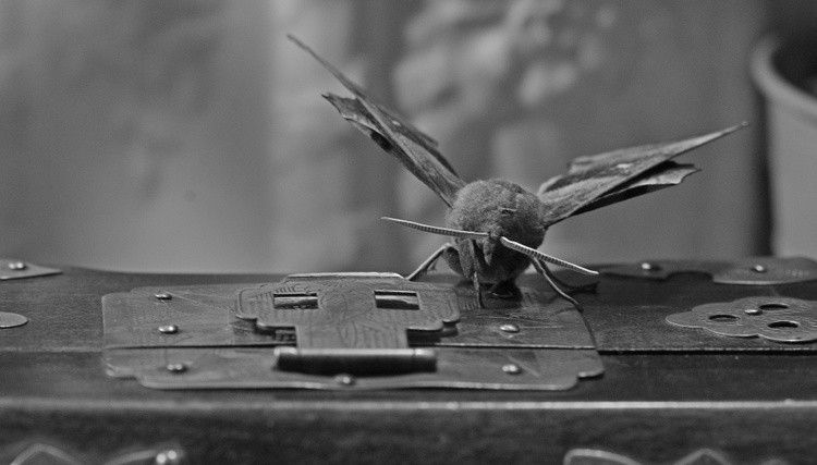 Hunting Pandora