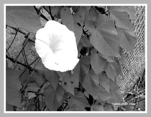 Morning Glory