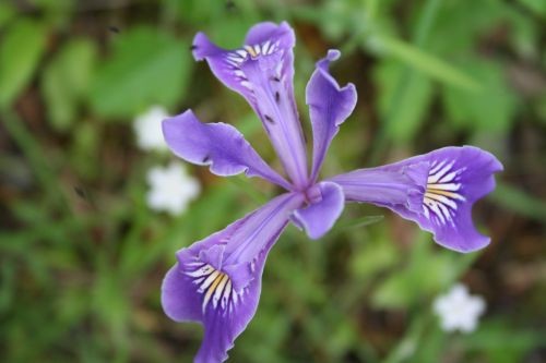 Iris
