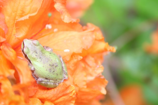 Flower Sitter