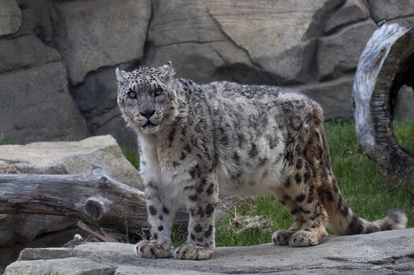 Snow Leopard  