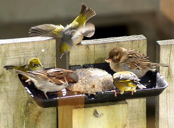 action on the feeder