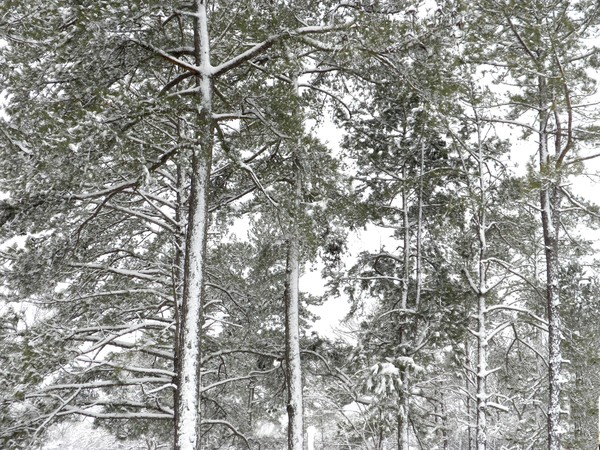 Snow Gathering