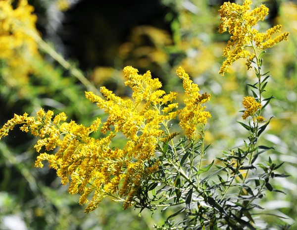 Ragweed
