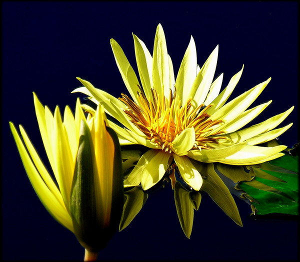 Waterlily for your Weekend