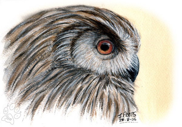 Owl